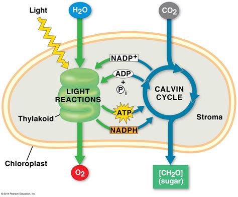 Light Independent Reaction And Calvin Cycle The Biology The Calvin Cycle Worksheet - The Calvin Cycle Worksheet