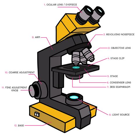 Light Microscope Microscope