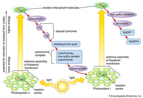 Light Reaction Flowchart