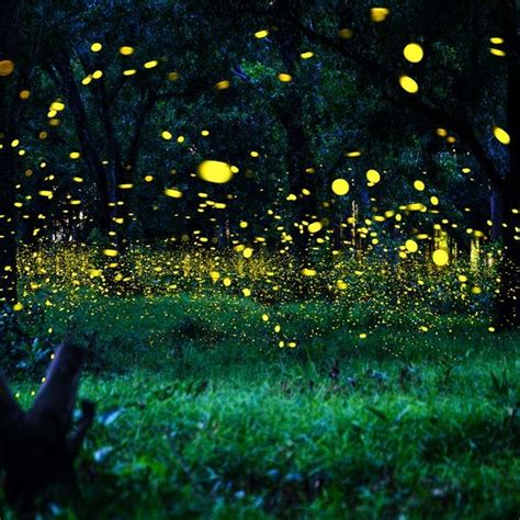 lightning bug show in the smokies