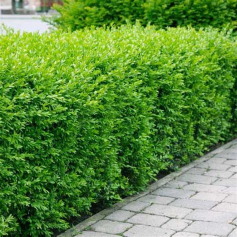 liguster ej vintergrön