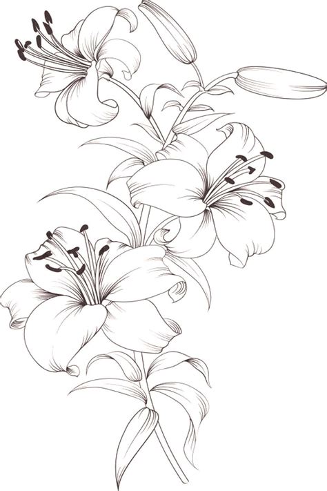 Lilies Coloring Pages Free Coloring Pages Calla Lily Coloring Page - Calla Lily Coloring Page
