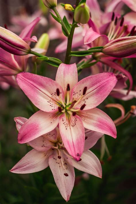 Lily 1 Hours
