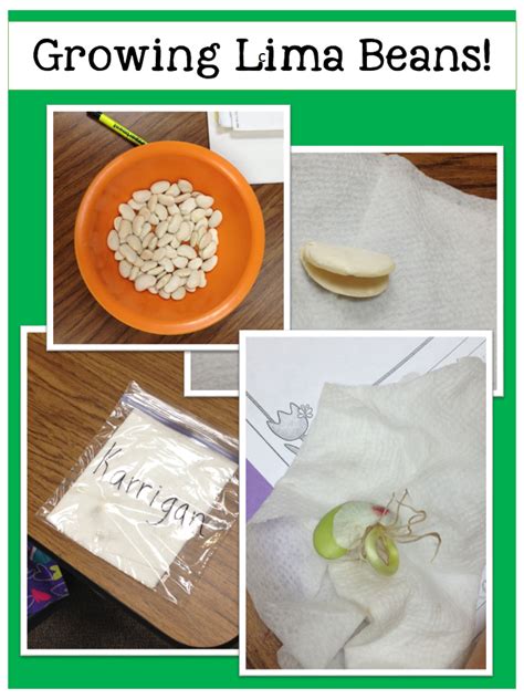 Lima Bean Science Experiment Day 1 Youtube Lima Bean Science Experiment - Lima Bean Science Experiment