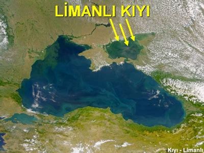 Limanli Kiyi Tipi