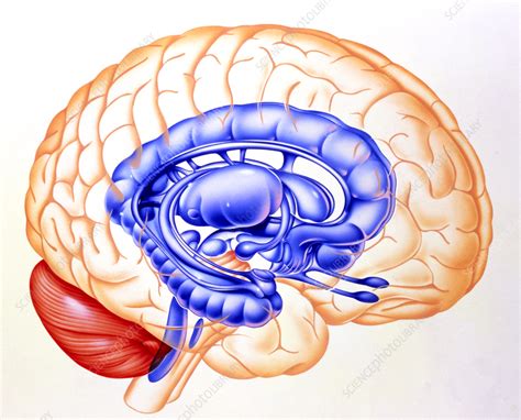 Read Limbic Brain 