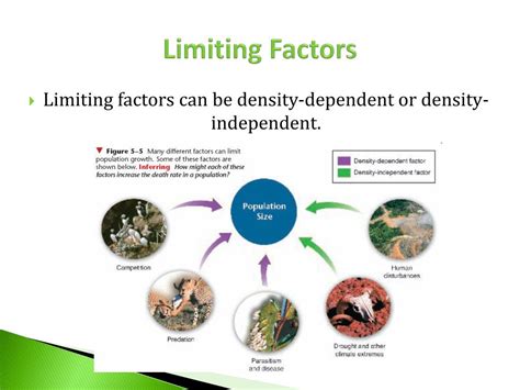 limiting factors operate when growth is