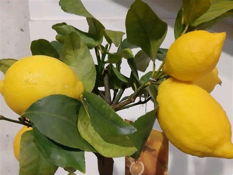 limone-4