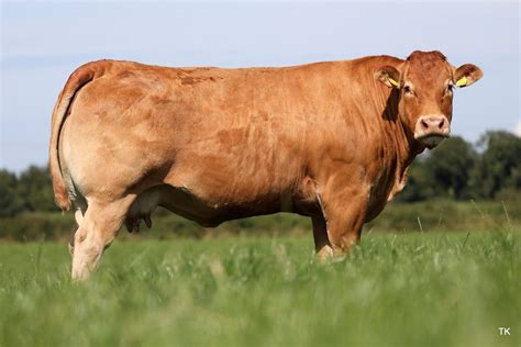 limousin stier