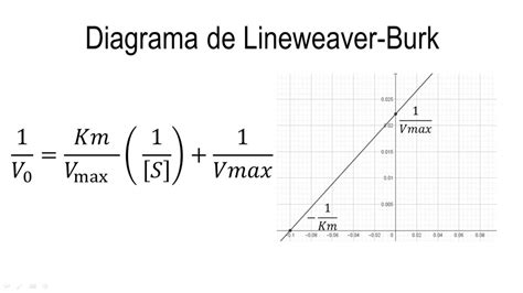 Lineweaver Burk