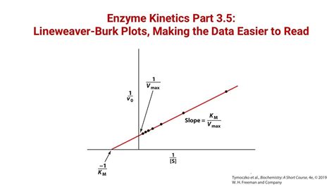 Lineweaver Burk Graph