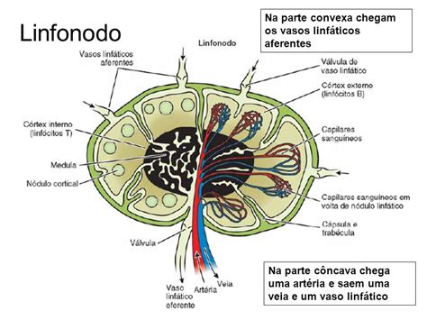 linfonodos - linfonodos no pescoço