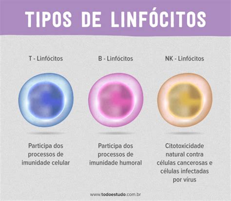 linfócitos - linfócitos