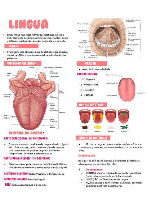 lingua anatomia
