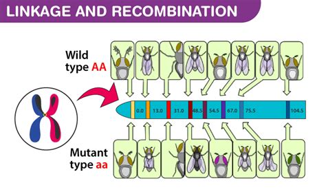 Linkage And Recombination