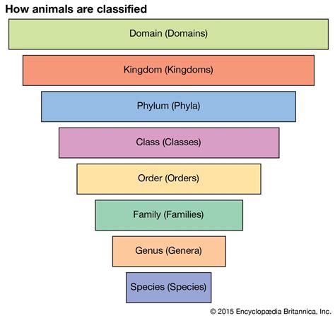Download Linnaean Classification System Answers 