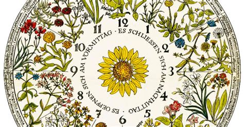 Linnaeusu0027s Flower Clock Keeping Time With Flowers Caterpillar Plus Flower Time Clock - Caterpillar Plus Flower Time Clock