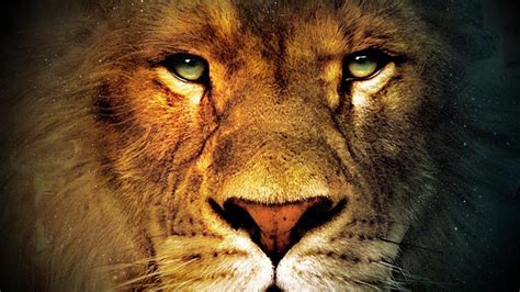 Lion Eyes Wallpapers   Lion Eye Wallpaper Photos Download The Best Free - Lion Eyes Wallpapers