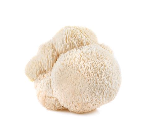 lion main