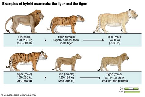 Lion Plus Tiger