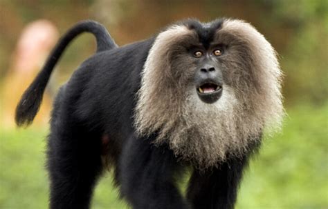 Lion Tailed Macaque Is Found In