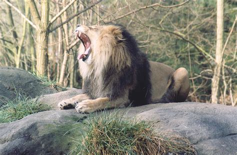 LION12 Link Gacor - Banner 1