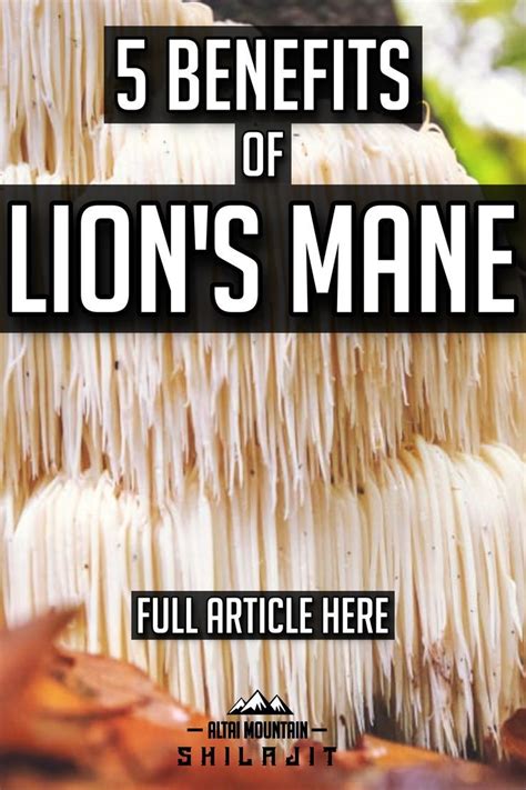 lions main