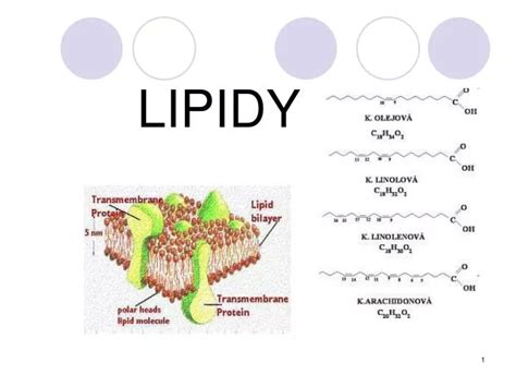 Lipidy Co To
