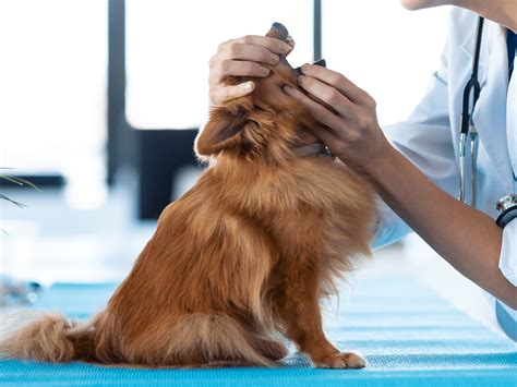 lipplooi ontsteking hond