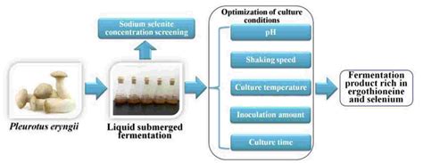 liquid state fermentation of mushrooms