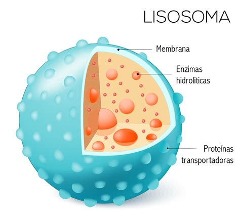 lisosomas