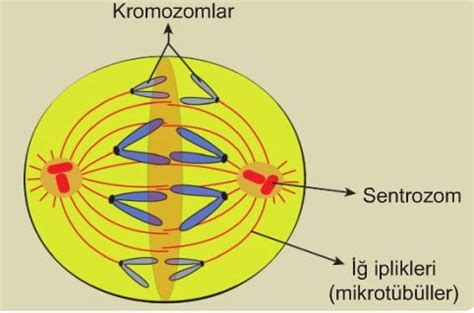 lisozom ve sentrozom bulunmaz.