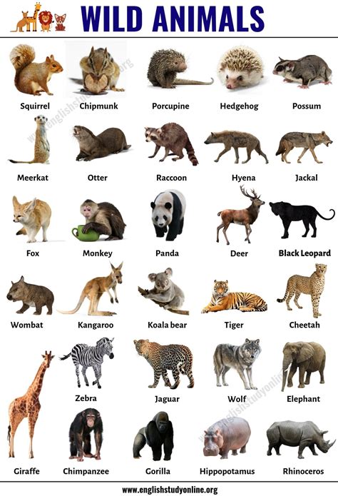 List Of Animals
