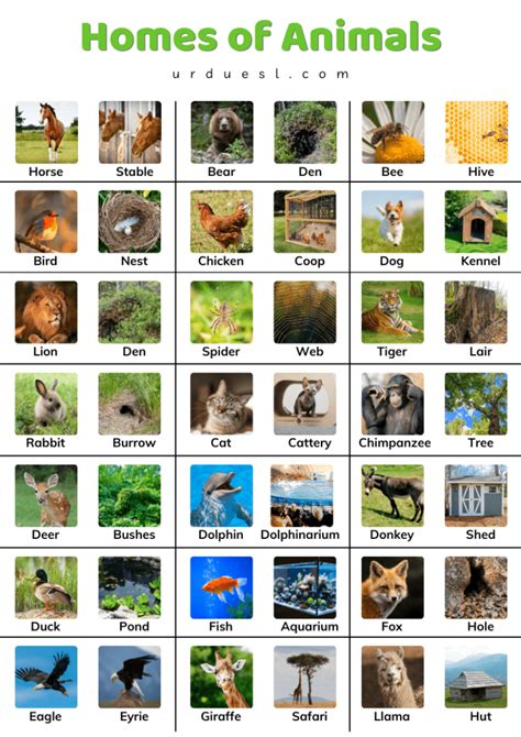 List Of Animals And Their Homes Euroschool Animals With Their Shelters - Animals With Their Shelters