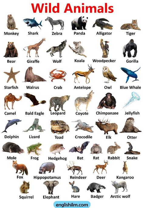 List Of Animals On A Farm