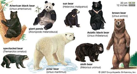 list of bears Britannica