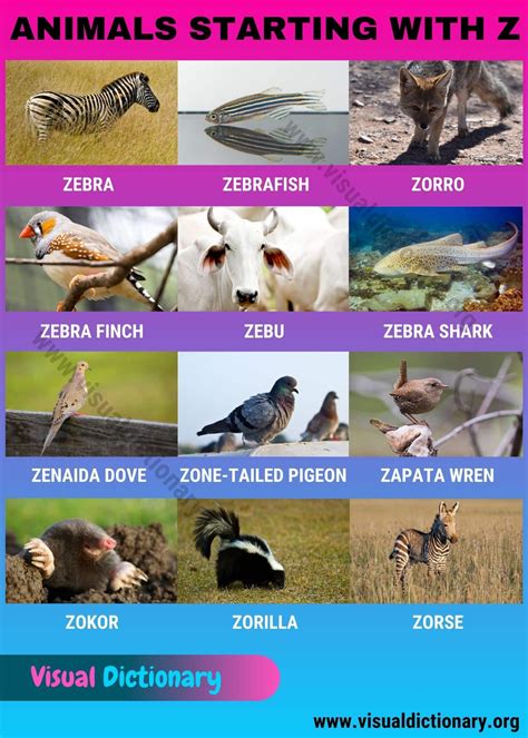 List Of Fascinating Animals That Start With U Objects That Begin With U - Objects That Begin With U