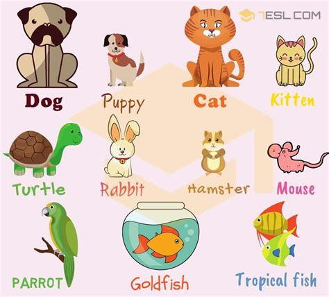 List Of Pet Animals Different Types Of Pets Mammals Worksheet 4th Grade - Mammals Worksheet 4th Grade