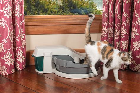 Litter Box Cleaning