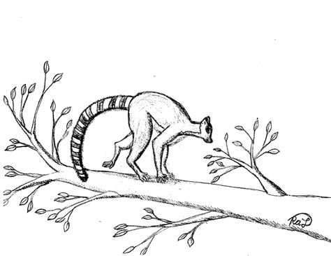 Little Ring Tailed Lemur Coloring Page Coloring For Ring Tailed Lemur Coloring Page - Ring Tailed Lemur Coloring Page