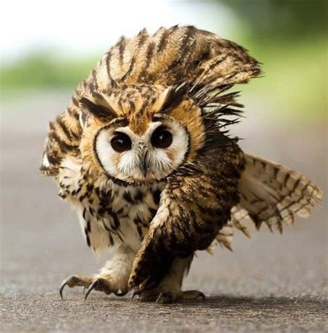 Little sexy owl
