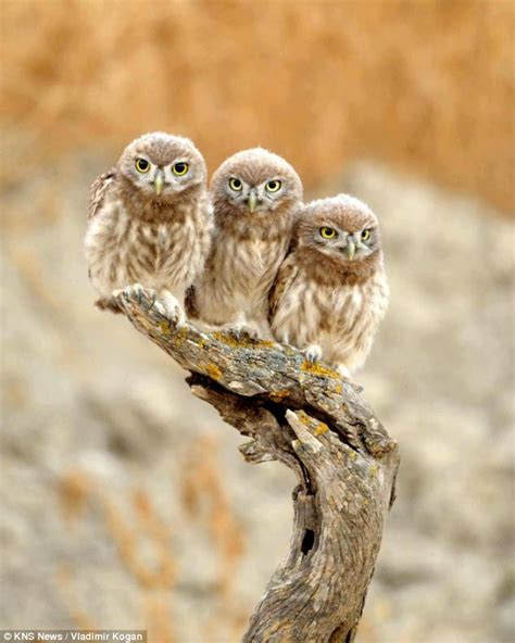 Read Little Owls 1 2 3 
