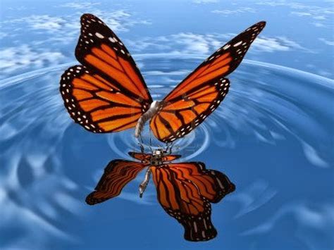 Live Butterfly Wallpapers Free   Butterfly Live Wallpapers 4k Amp Hd - Live Butterfly Wallpapers Free