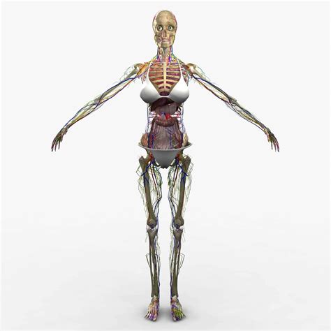 live female anatomy model
