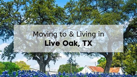 live oak texas