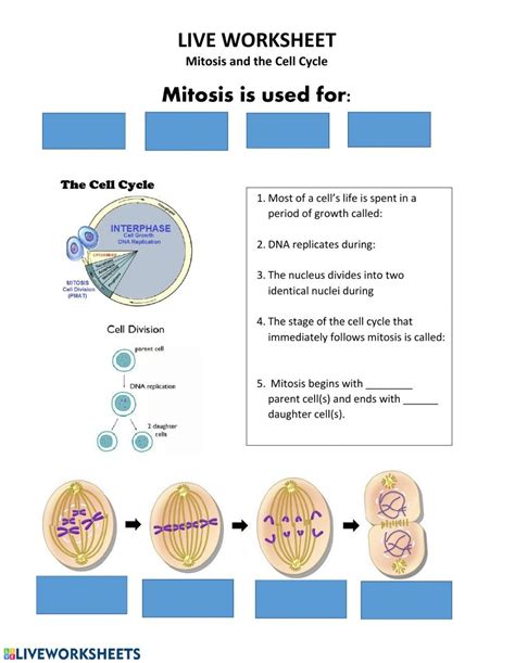Live Work Sheet Mitosis And Cell Division Worksheet Cell Division Mitosis Worksheet Answers - Cell Division Mitosis Worksheet Answers