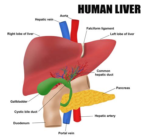 liver anatomy