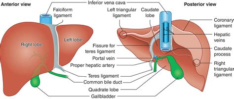 Liver Hu Below Zero