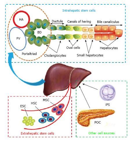 liver stem cells