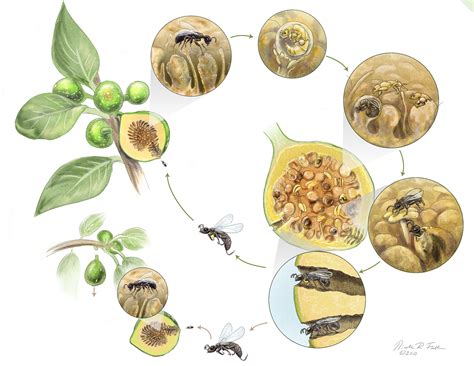 Lives Of Wasps Insights Into Lifespan Colony Formation Life Cycle Of A Wasp - Life Cycle Of A Wasp